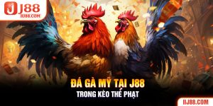 Đá Gà Mỹ