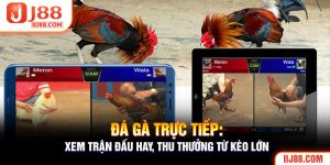 Đá Gà Trực Tiếp