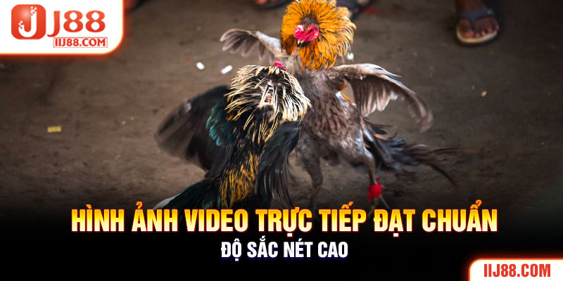 Hình ảnh video trực tiếp đạt chuẩn, độ sắc nét cao